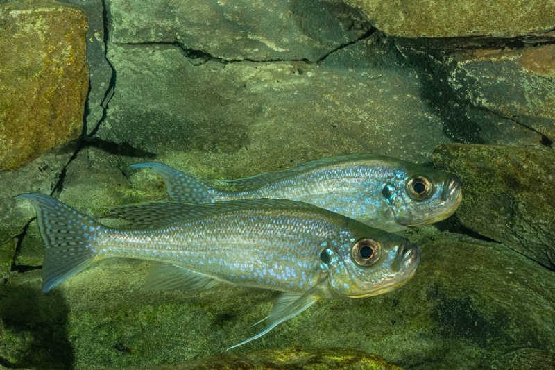 Haplotaxodon microlepis 'Cape Kabogo'